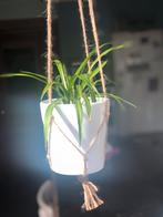Hangplantjes, Ophalen