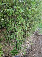 Zwarte bamboe, Vaste plant, Bloeit niet, Halfschaduw, Ophalen