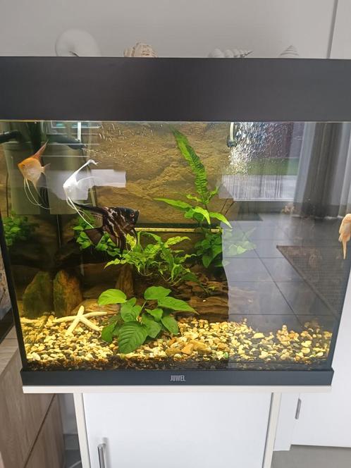 Complete aquarium, Dieren en Toebehoren, Vissen | Aquaria en Toebehoren, Zo goed als nieuw, Gevuld zoetwateraquarium, Ophalen