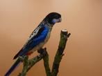 Brown Rosella’s, Dieren en Toebehoren