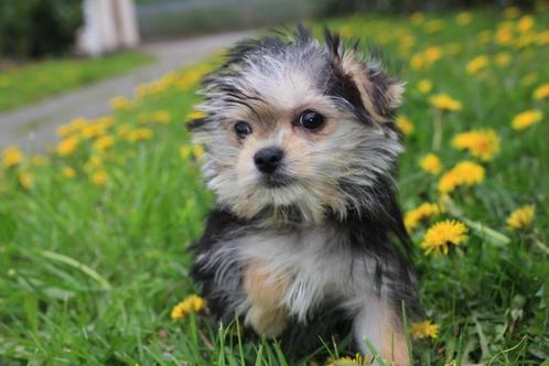 Morkie puppy, teefje, geboren 8 januari, Dieren en Toebehoren, Honden | Chihuahua's en Gezelschapshonden, Teef, Overige rassen