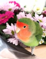 Gezocht bevruchte agaporniseieren, Animaux & Accessoires, Oiseaux | Perruches & Perroquets, Perroquet nain ou Inséparable