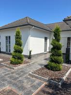 Prachtige conifeer in spiraalvorm 250cm, Tuin en Terras, Planten | Bomen, Bloeit niet, 100 tot 250 cm, Zuilboom, Ophalen