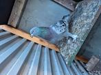 Takla duiven te koop, Dieren en Toebehoren, Mannelijk, Tuimelaar of Roller