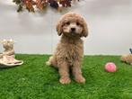 Cavapoo pups, België, 8 tot 15 weken, CDV (hondenziekte), Meerdere