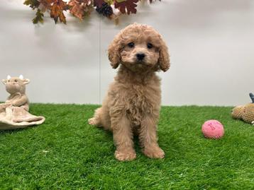 Cavapoo pups beschikbaar voor biedingen