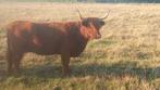 Grote hooglander koe, Dieren en Toebehoren, Schapen, Geiten en Varkens