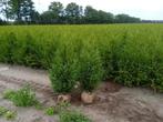 coniferen thuja brabant, Ophalen