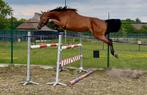 3-jarige springmerrie, Dieren en Toebehoren, Merrie, Springpaard, Gechipt, Zadelmak