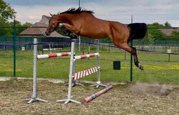 3-jarige springmerrie beschikbaar voor biedingen