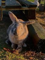 Mannelijk konijn, Dieren en Toebehoren, Konijnen, Mannelijk, Klein, 0 tot 2 jaar