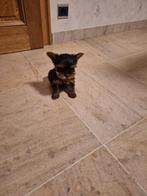 Yorkshire terriër pups, mini en standaard, Dieren en Toebehoren, Honden | Jack Russells en Terriërs, Yorkshire Terriër, België