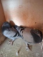 2 duifjes met stamboom, Dieren en Toebehoren, Vogels | Duiven, Meerdere dieren, Postduif