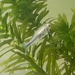 4 BLAUWE TETRA’S, Schoolvis