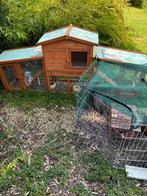 Konijn te koop plus kot, Dieren en Toebehoren, Konijnen, Vrouwelijk, Dwerg, 0 tot 2 jaar