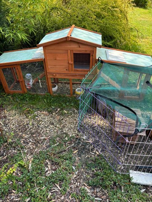 Konijn te koop plus kot, Dieren en Toebehoren, Konijnen, Dwerg, Vrouwelijk, 0 tot 2 jaar