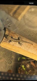 Lugubris daggekko rouwgekko 2 stuks, Dieren en Toebehoren