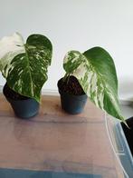 Monstera deliciosa albo variegata, Huis en Inrichting, Kamerplanten, Ophalen of Verzenden
