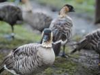 Ganzen sierganzen, Dieren en Toebehoren, Pluimvee, Meerdere dieren, Gans of Zwaan