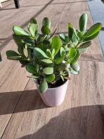 Crassula of jadeplant, Huis en Inrichting, Kamerplanten, Ophalen