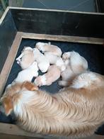 Border collie pups( ee red of Australisch rood van kleur), Dieren en Toebehoren, België, Fokker | Hobbymatig, 8 tot 15 weken, Collie