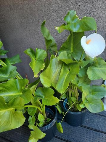 3 aronskelken ze beginnen met te bloemen, Tuin en Terras, Planten | Tuinplanten, Ophalen of Verzenden