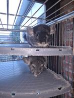 3 jeunes femelles chinchillas de 6 mois, Dieren en Toebehoren, Chinchilla