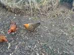 Gratis kippen, Dieren en Toebehoren, Pluimvee