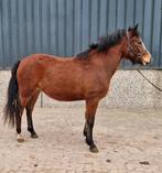 Lieve new forest merrie 3 jaar, Dieren en Toebehoren, Merrie, Gechipt, 3 tot 6 jaar, Onbeleerd