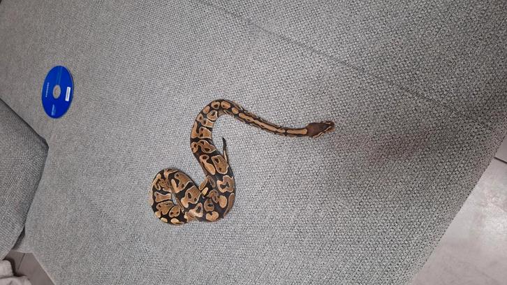 Koningspythons met terrarium, Dieren en Toebehoren, Reptielen en Amfibieën, Met terrarium