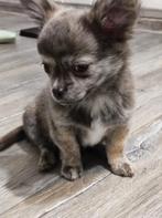 Mini-chihuahua-puppy, klein formaat, merel, blauw, gestroomd, Dieren en Toebehoren, België, Fokker | Hobbymatig, 8 tot 15 weken