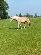 Mooi jaarling  Harlinger merrie, Dieren en Toebehoren, Merrie, 0 tot 2 jaar, Gechipt, Onbeleerd