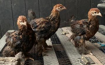 Coqs - coqs, Mâle, Poule ou poulet