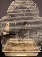 Mannelijke valkparkiet(en) handtam, Dieren en Toebehoren, Vogels | Parkieten en Papegaaien, Mannelijk, Parkiet, Tam