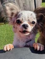 Chihuahua Teefje, Dieren en Toebehoren, België, Fokker | Hobbymatig, CDV (hondenziekte), 1 tot 2 jaar