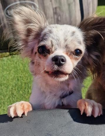 Chihuahua Teefje  beschikbaar voor biedingen