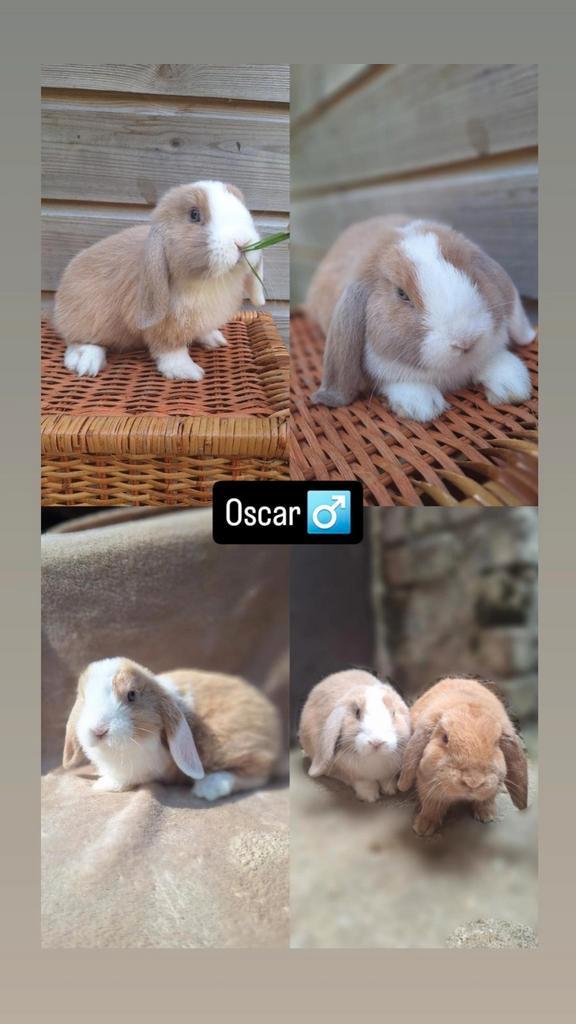 Veel belovend minilopje, Dieren en Toebehoren, Konijnen, Klein, Mannelijk, 0 tot 2 jaar, Hangoor