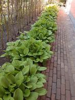 Hosta tuinplanten, Ophalen