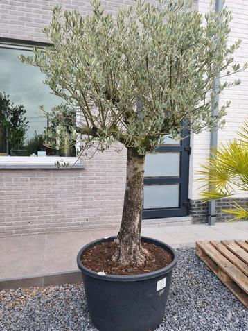 Olijfboom Olea Europaea  beschikbaar voor biedingen