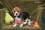 Heel mooie Beagle pupjes, Dieren en Toebehoren, België, Beagle, CDV (hondenziekte), 8 tot 15 weken