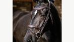 Paarden en pony's, Dieren en Toebehoren, Ophalen, Zo goed als nieuw