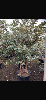 Elaeagnus ebbingei, Groenblijvende Meerstammige Boom., Tuin en Terras, Ophalen