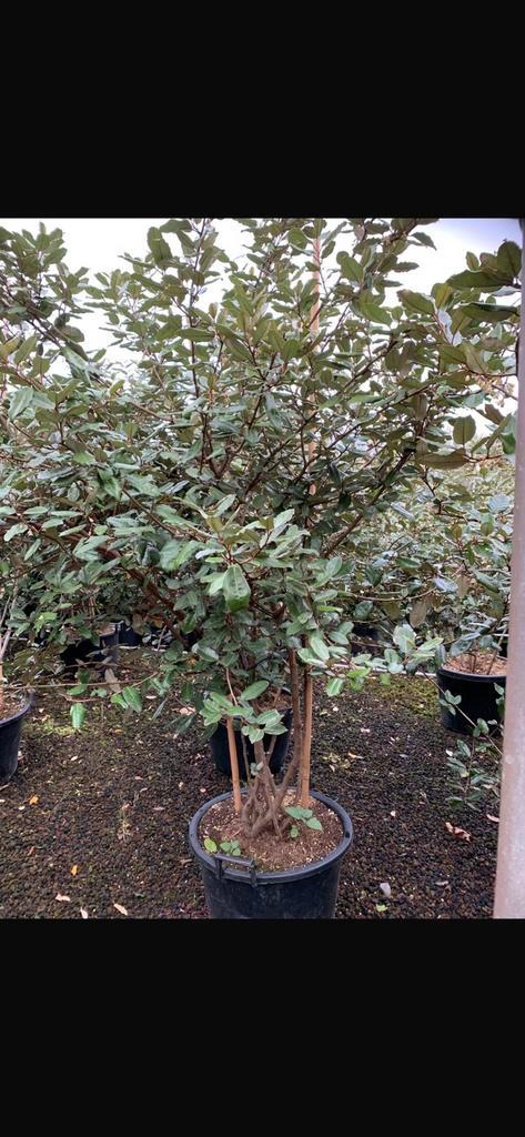 Elaeagnus ebbingei, Groenblijvende Meerstammige Boom., Tuin en Terras, Planten | Bomen, Ophalen