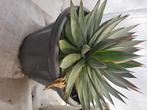 Agave blue glow, Ophalen, Vaste plant, Overige soorten, Volle zon