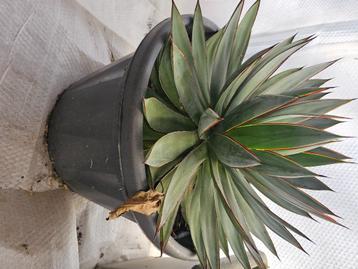 Agave blue glow beschikbaar voor biedingen