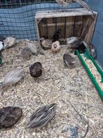 Japanse kwartels, Animaux & Accessoires