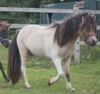 Mini nmprs merrie, Dieren en Toebehoren, Pony's, Merrie, Niet van toepassing, Gechipt, 3 tot 6 jaar