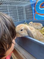 Nederlandse hangoor konijntjes, Klein, Hangoor, 0 tot 2 jaar