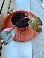 Philodendron pink princes, Huis en Inrichting, Kamerplanten, Ophalen