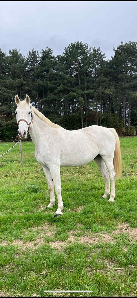 Recreatiepaard, Dieren en Toebehoren, Paarden, Ruin, Z, 175 cm of meer, 11 jaar of ouder, Recreatiepaard, Met stamboom, Gechipt